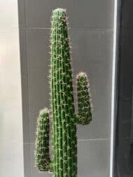 Cactus - Image 2