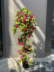 Bougainvillea Tree - Image 4