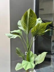 Green Vein Plant - Image 2