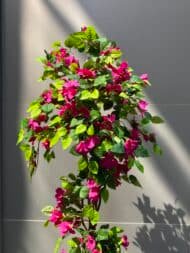 Bougainvillea Tree - Image 5