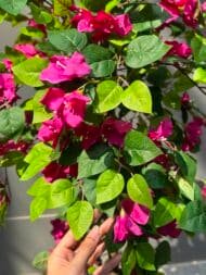 Bougainvillea Tree - Image 6