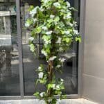 White Bougainvillea Tree