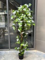 White Bougainvillea Tree