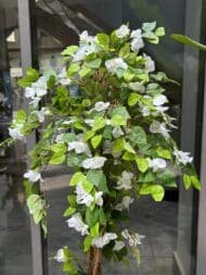 White Bougainvillea Tree - Image 2