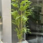 Bamboo