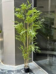 Bamboo