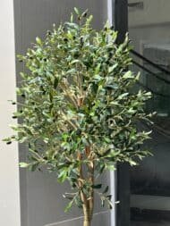 Olive tree - Image 2