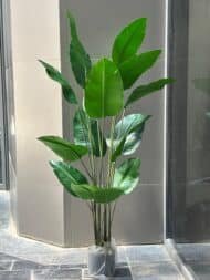 Banana tree - Image 2