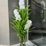 White Bloom Plant
