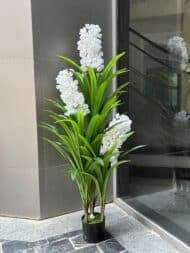 White Bloom Plant