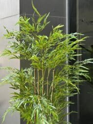 Bamboo - Image 3