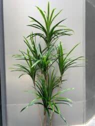 Luxury Dracaena Tree - Image 2