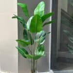 Banana tree