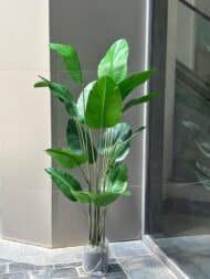Banana tree