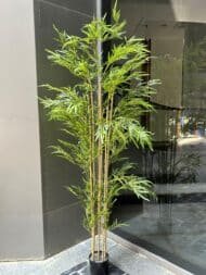 Bamboo - Image 2