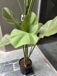 Green Vein Plant - Image 3