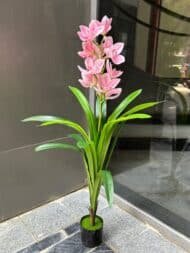 Cymbidium Orchid Plant - Image 2