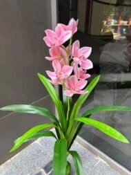 Cymbidium Orchid Plant - Image 3