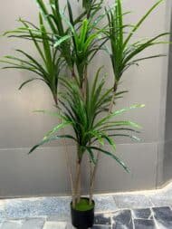 Luxury Dracaena Tree - Image 3
