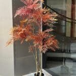 Red Maple Style Plant