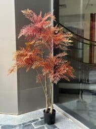 Red Maple Style Plant