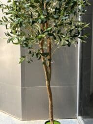 Olive tree - Image 3