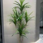 Luxury Dracaena Tree