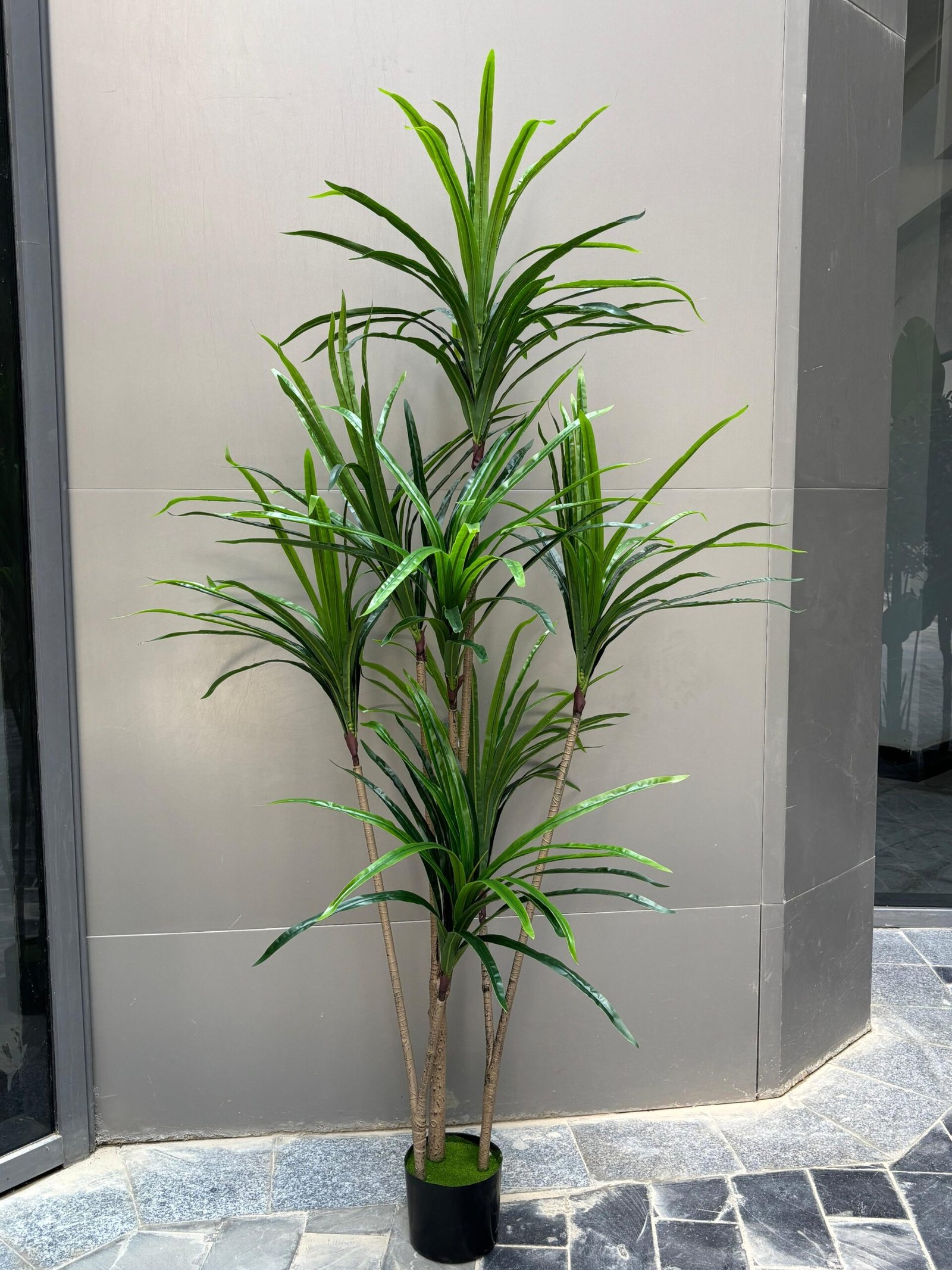 ba513faa-c1a3-41ef-95c2-c8ee25a637da Luxury Dracaena Tree - Image 1