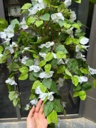 White Bougainvillea Tree - Image 3