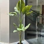 Green Vein Plant