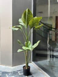 Green Vein Plant