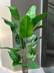 Banana tree - Image 3