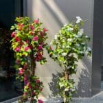 Bougainvillea Tree
