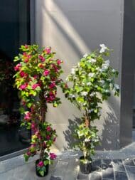 Bougainvillea Tree