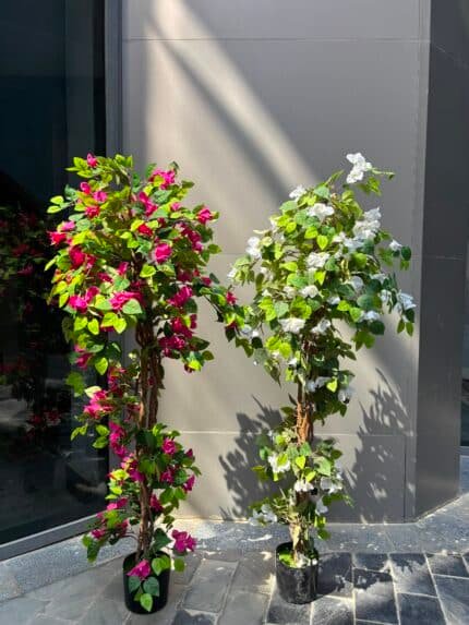 Bougainvillea Tree