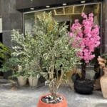 Olive tree
