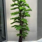 Bonsai