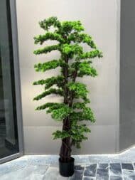 Bonsai