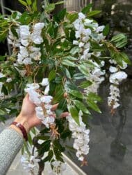 White Cascade Tree - Image 3