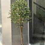 Olive tree