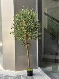 Olive tree