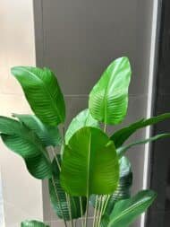 Banana tree - Image 4