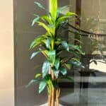 Banana tree