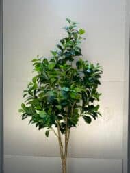 Emerald Ficus Tree - Image 2