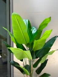 Banana tree - Image 3