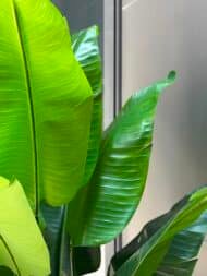 Banana tree - Image 4