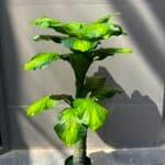 Tropical Emerald Plant