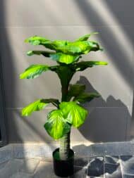 Tropical Emerald Plant