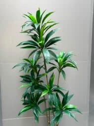Elegant Dracaena Cane Tree - Image 2