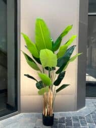 Banana tree